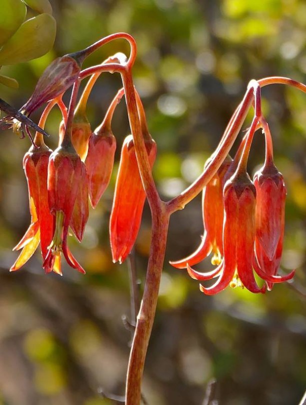 Bársony Cotyledon - Gyapjas malacfül, Cotyledon velutina, évelő, fásszárú
